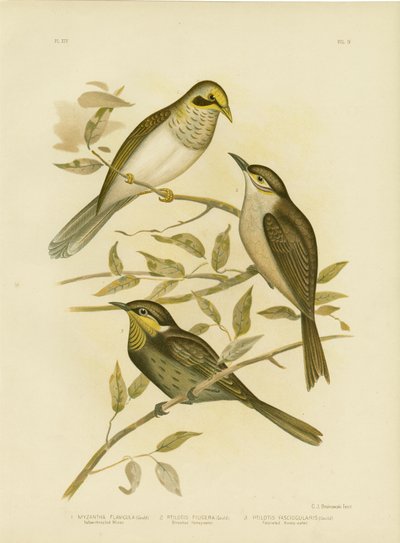 Yellow-Throated Miner by Gracius Broinowski